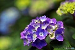 紫陽花日和の日曜日　６