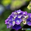 紫陽花日和の日曜日　６