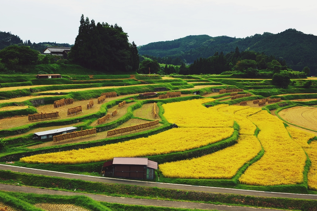 Rice Terraces of the harvest 2