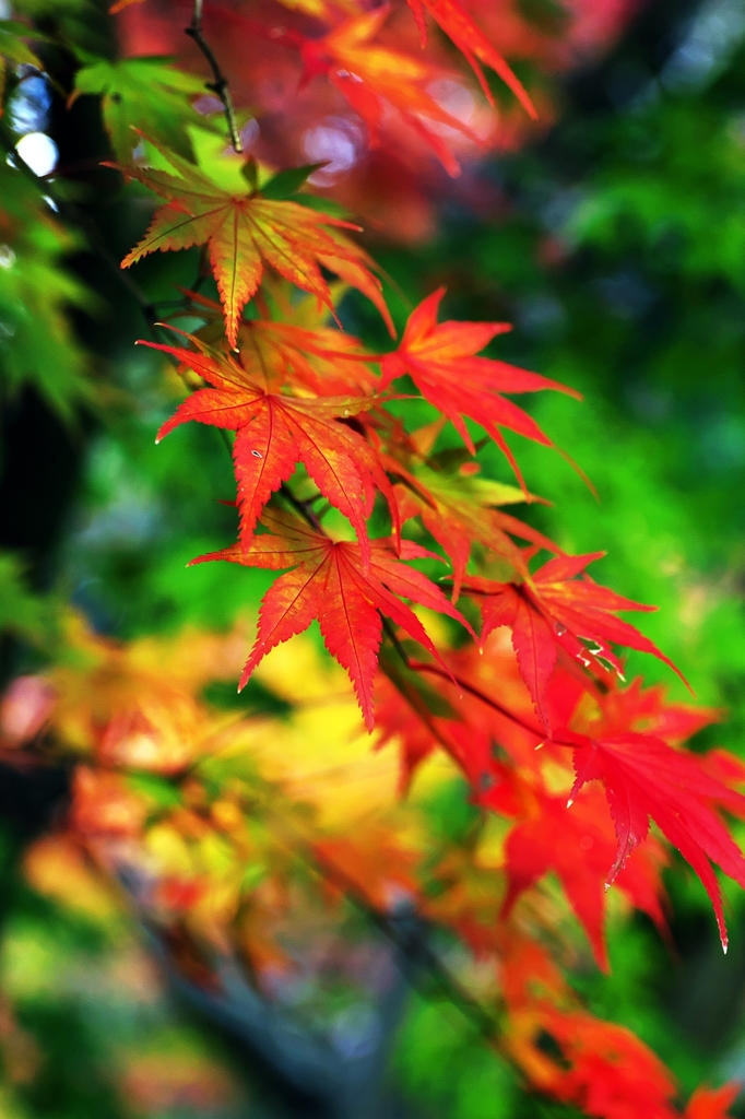Red ; flows and falls 