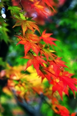 Red ; flows and falls 