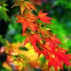 Red ; flows and falls 