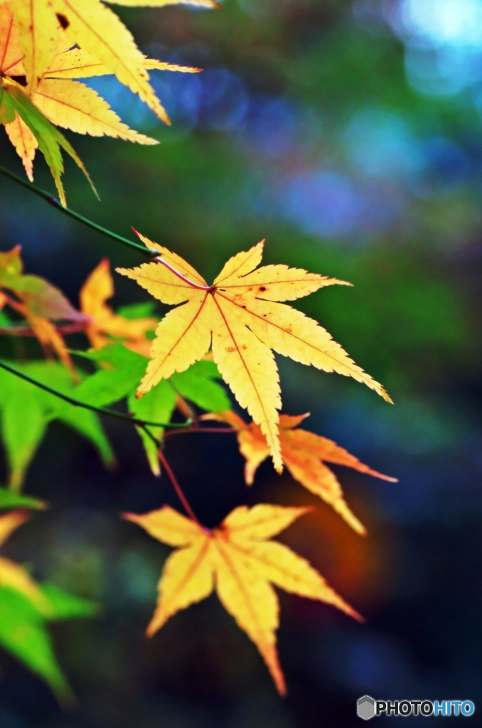 Colored leaves are not so bright 3