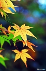 Colored leaves are not so bright 3