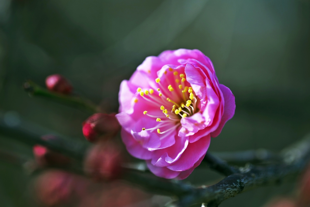 Japanese apricot with red blossoms 1