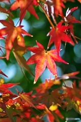 crimson foliage 4