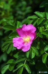 Rugosa rose 2
