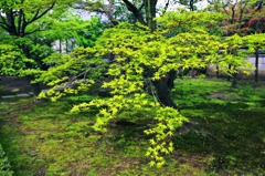 Shokoku-ji temple of the fresh green 2