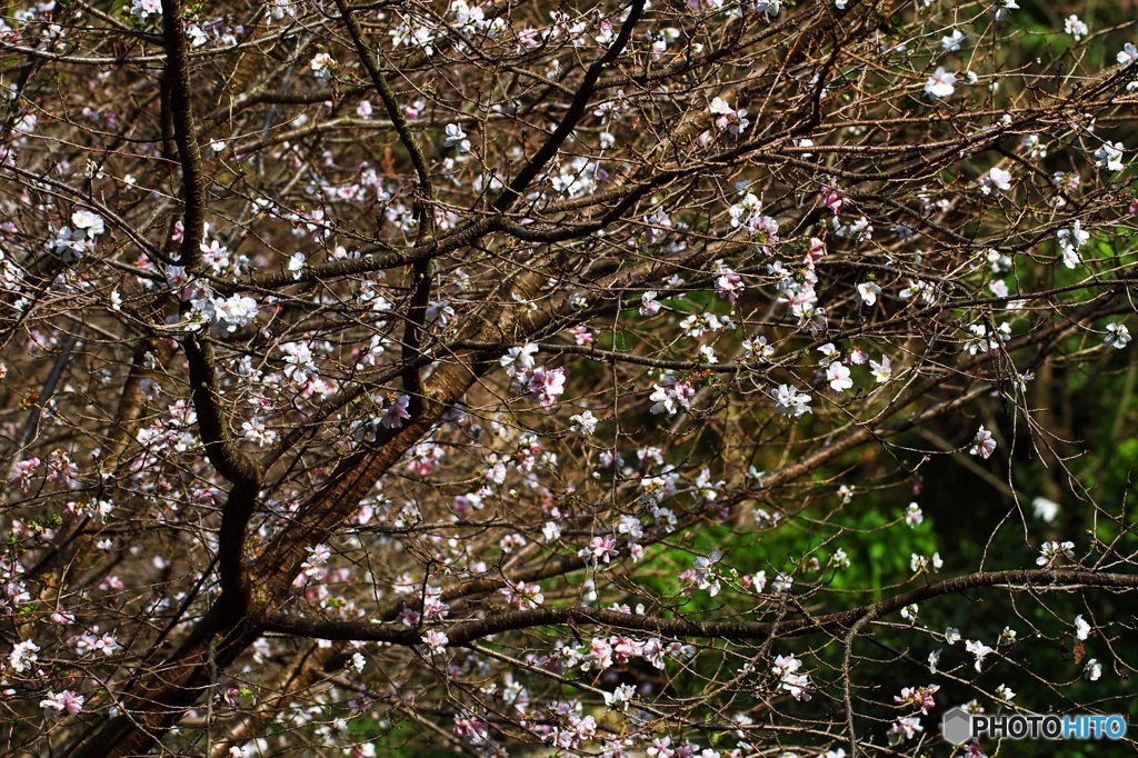 Fuyuzakura 3