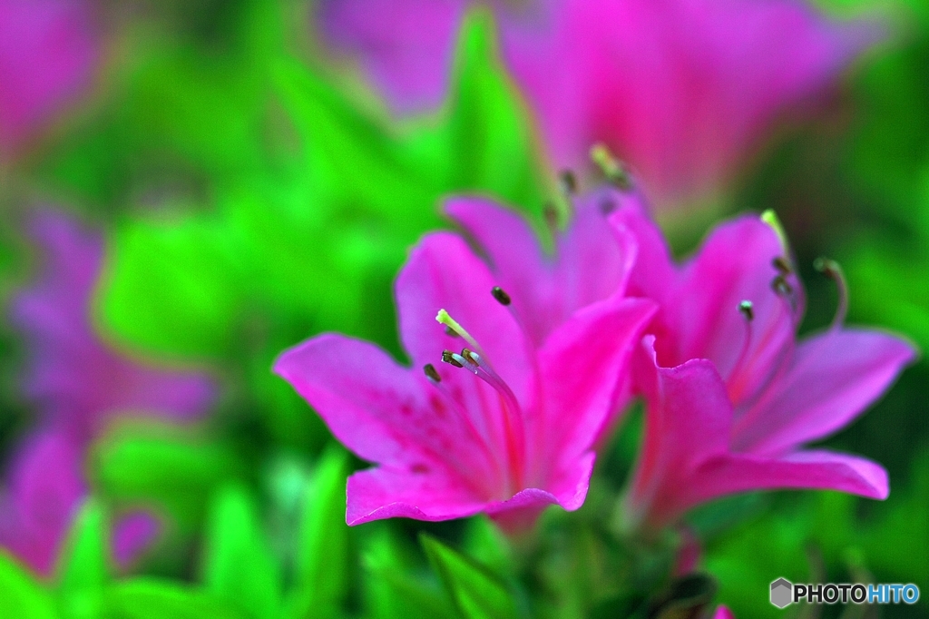 In a spring flower park 7