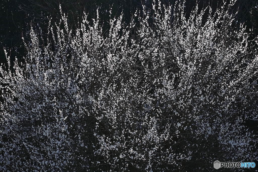 Like snow dancing in wind...