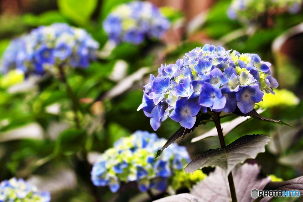 紫陽花日和の日曜日　３