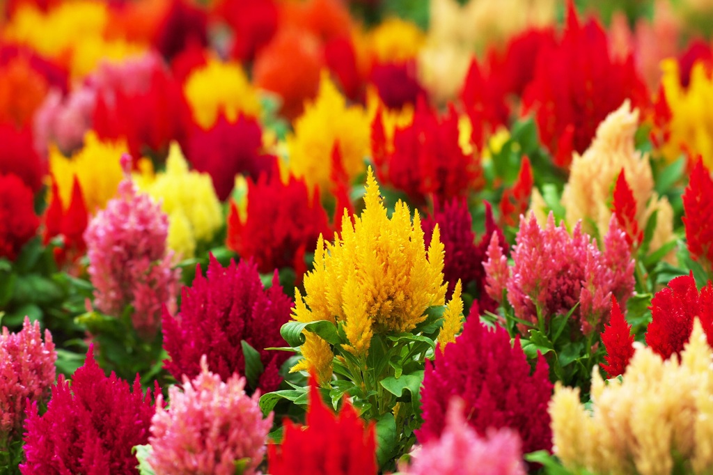 Colorful 