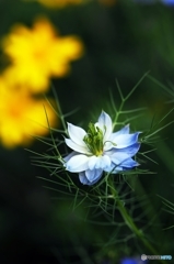 love in a mist 1