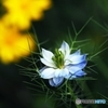 love in a mist 1