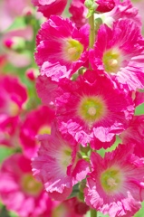 Hollyhock 5