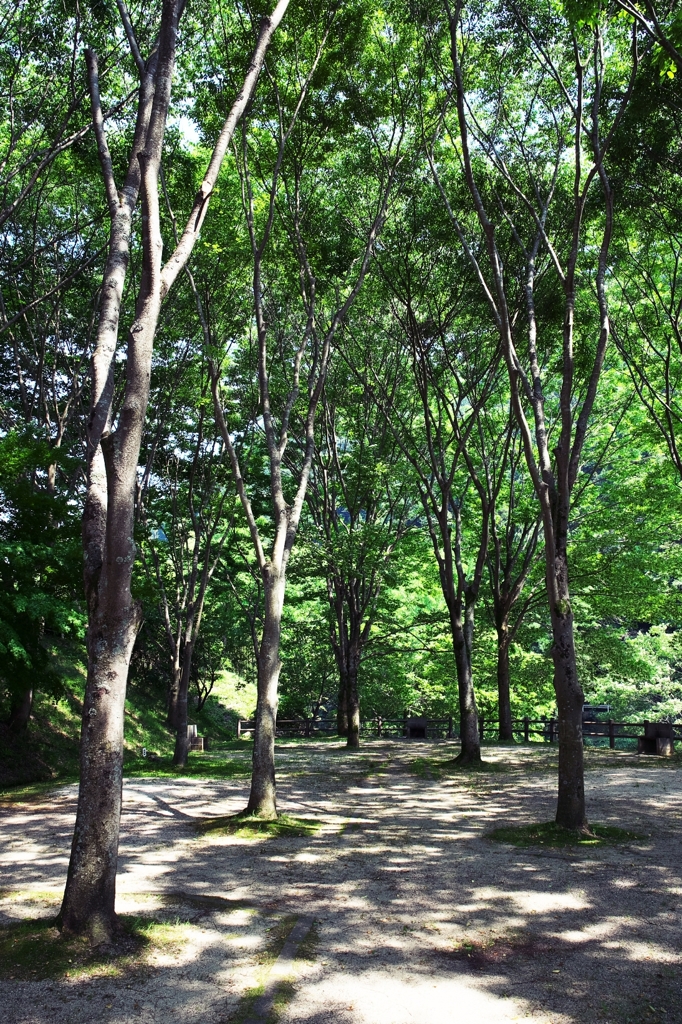 In the Green Park 1