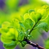 Scenery of green and the drop 2