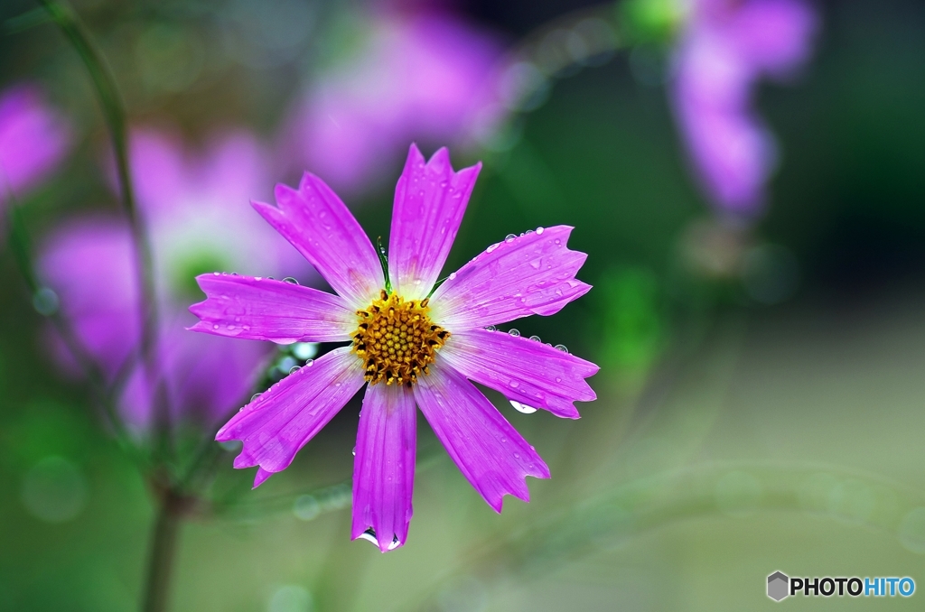 秋桜。雨に　１