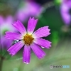 秋桜。雨に　１