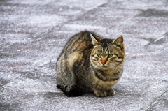 Individual cats 3