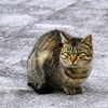 Individual cats 3