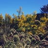 Offhand autumn