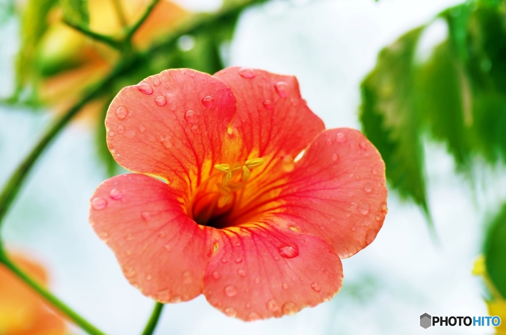 凌霄花
