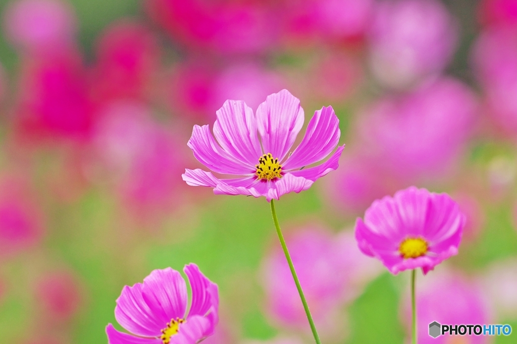 Cosmos_2015_3