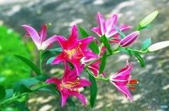 Bright red Lily 1
