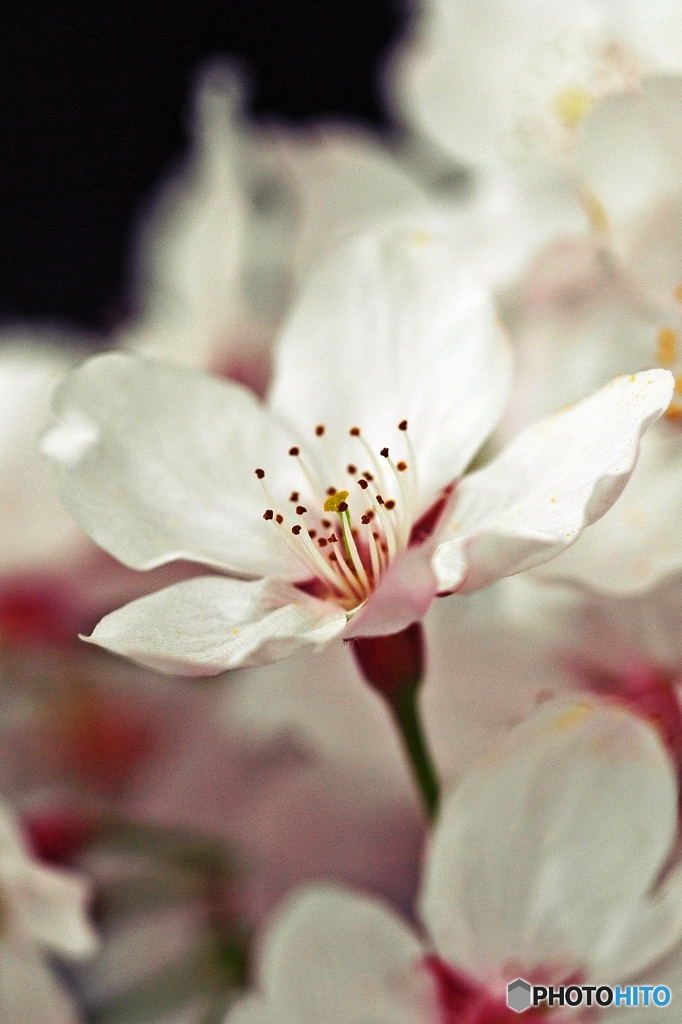 Brightness of the cherry blossom 4
