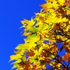 Opposite color