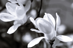 Magnolia Blossom 5