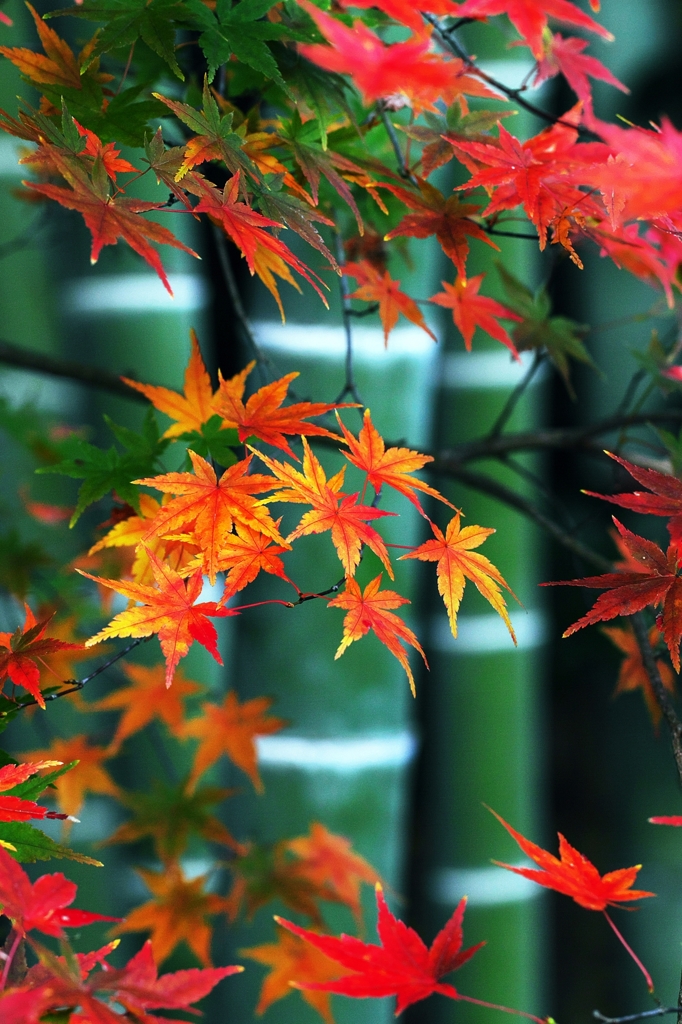 Scenery of "MIYABI"