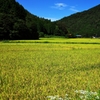 In the autumn of the crop 1