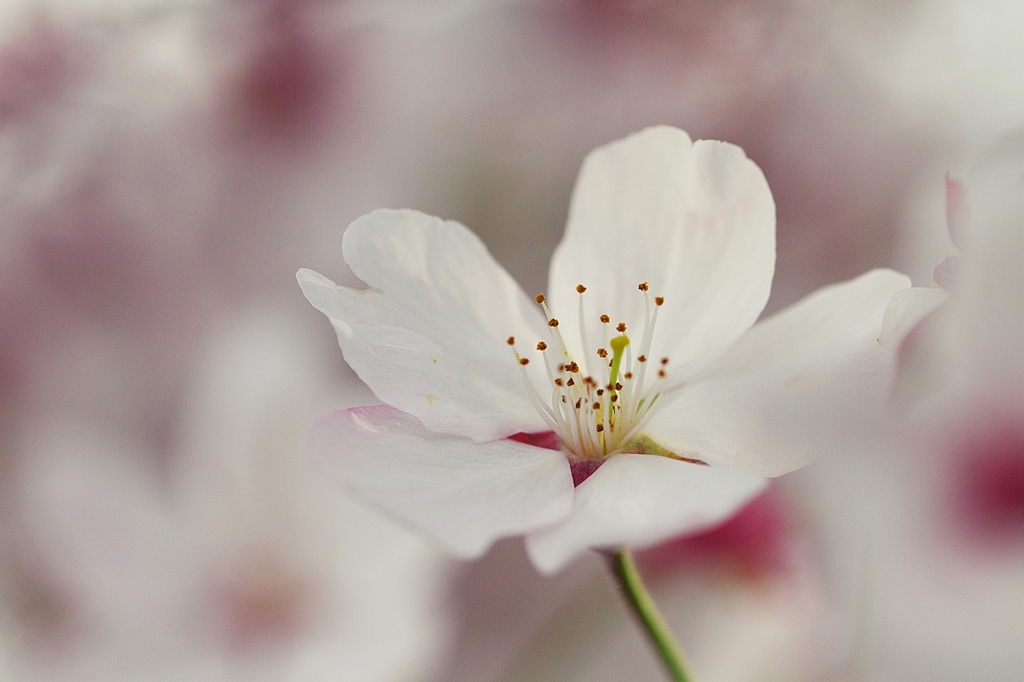 Bloom again in next spring !