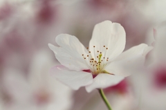 Bloom again in next spring !
