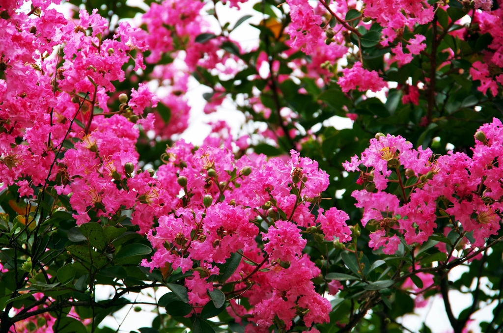 crape myrtle 1