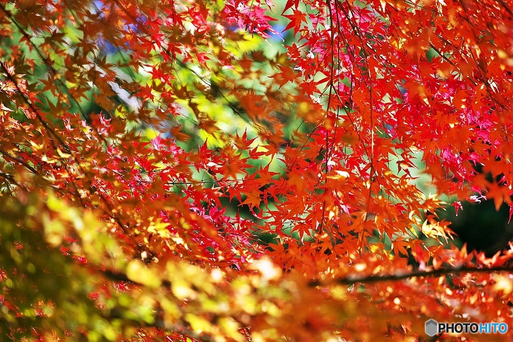 今年の紅葉もそろそろピークへ　２