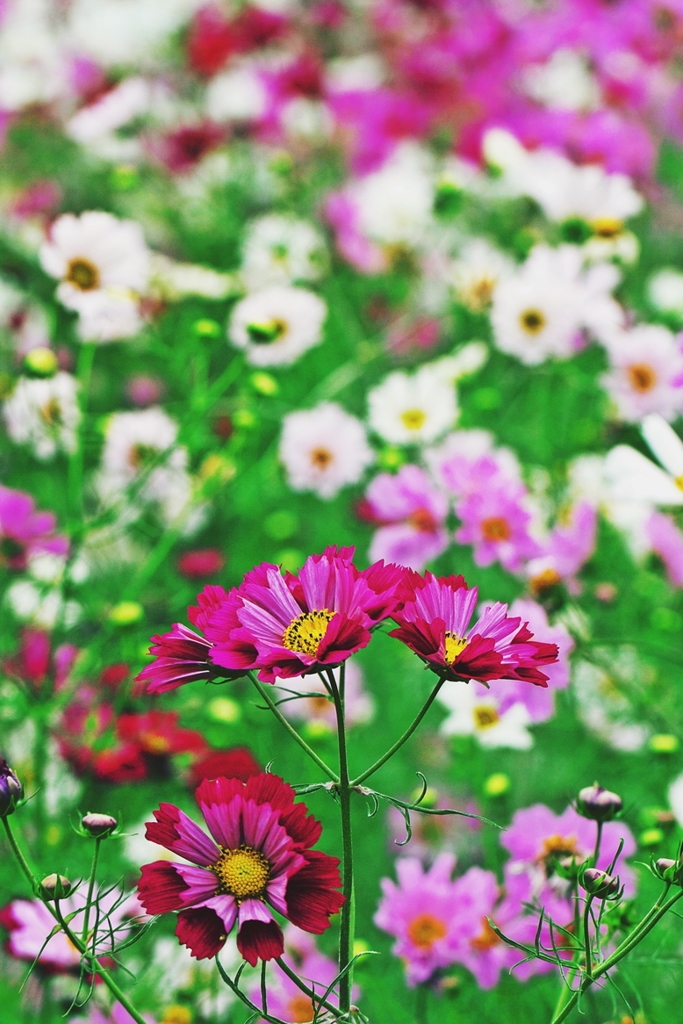 Festival of colours 1