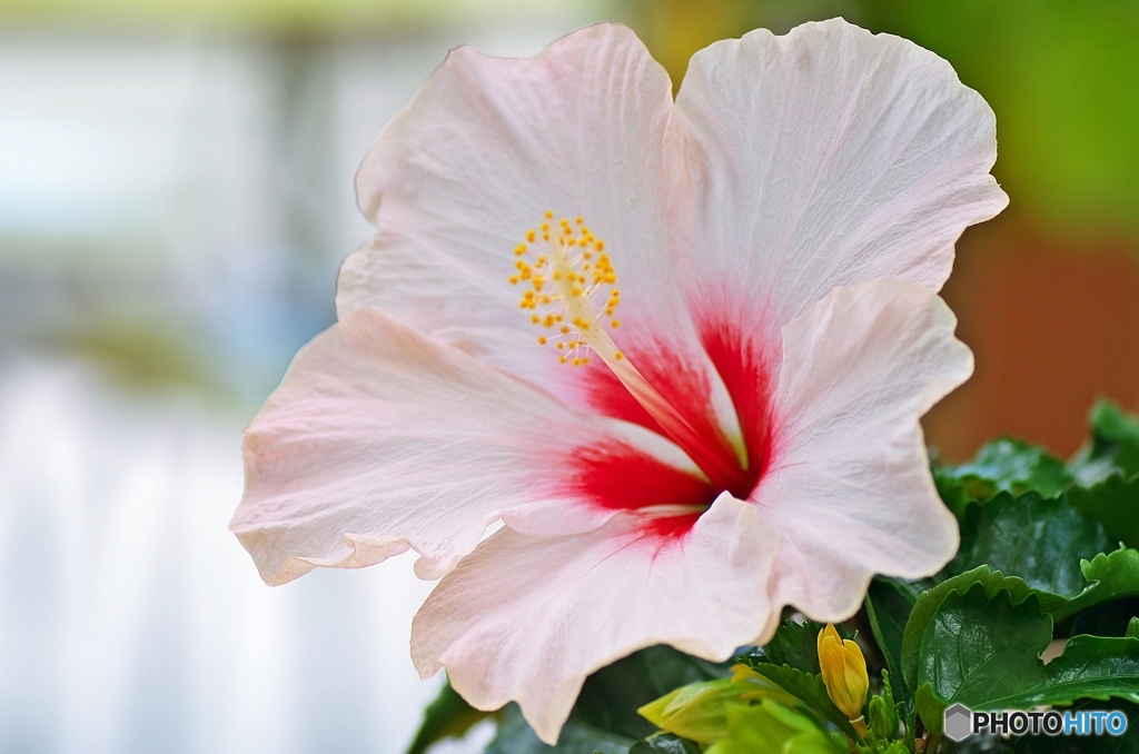 Tropical flower In the indoor 3