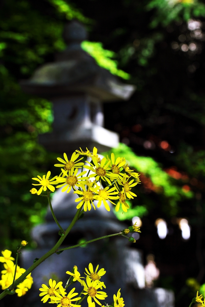 清秋の境内で