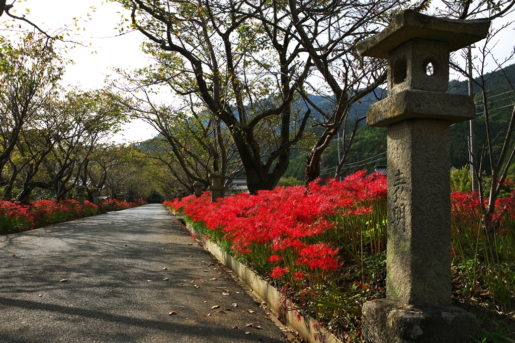 On the afternoon of early autumn