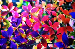 Gorgeously coloured