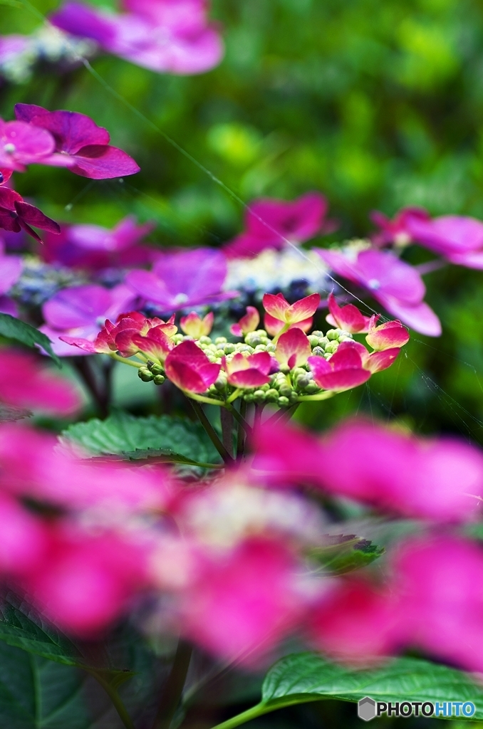 Partiality of the Hydrangea 5