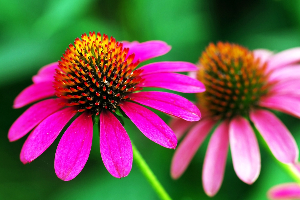Echinacea 2