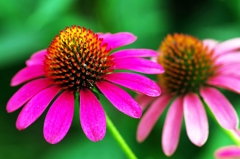 Echinacea 2