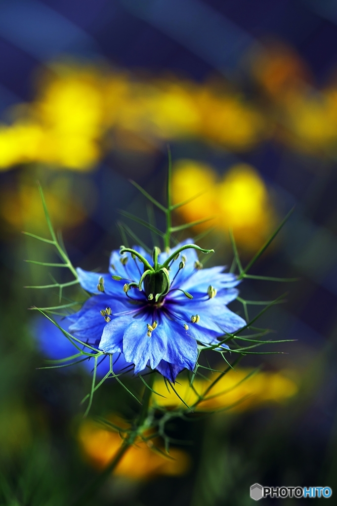 love in a mist 3