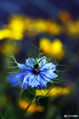 love in a mist 3