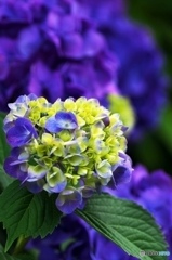 Partiality of the Hydrangea 3